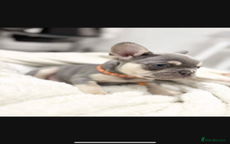 French Bulldog dogs for sale: French bulldog puppies  - Image 19