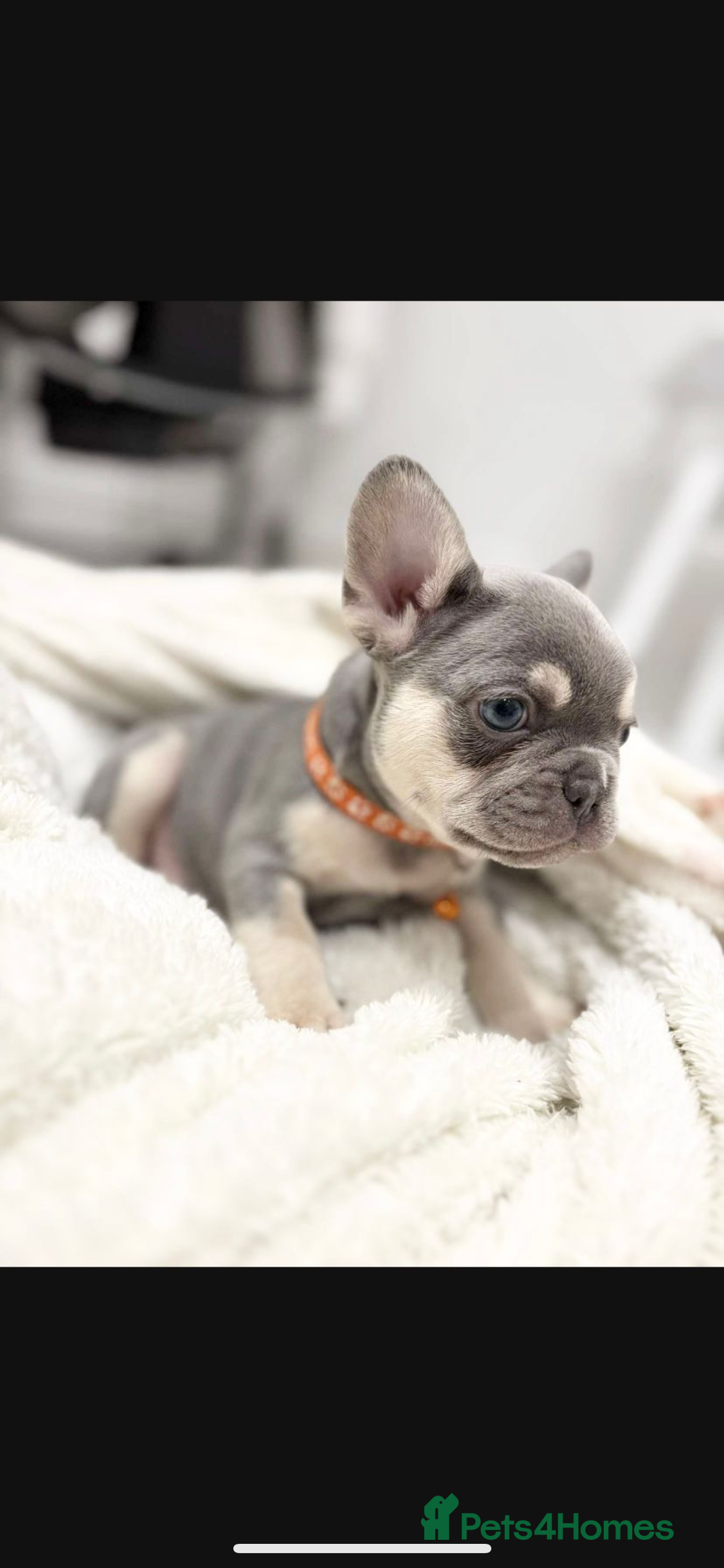 French Bulldog dogs for sale: French bulldog puppies  - Image 19