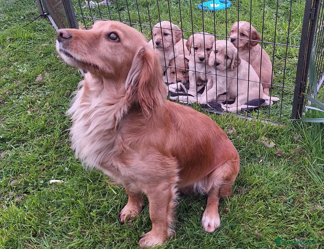 Cocker Spaniel dogs for sale: Working cocker DOG pups in Umberleigh - Advert 1