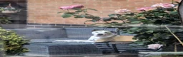 American Bull Staffy dogs for sale: Beautiful Male American Staff in Wigston - Advert 4