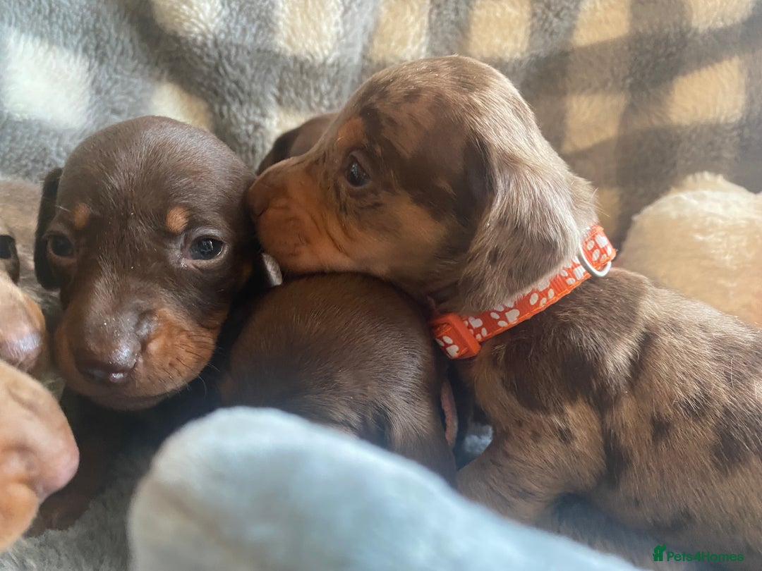 Miniature Dachshund dogs for sale: True Miniature Dachshunds KC Reg - Advert 9