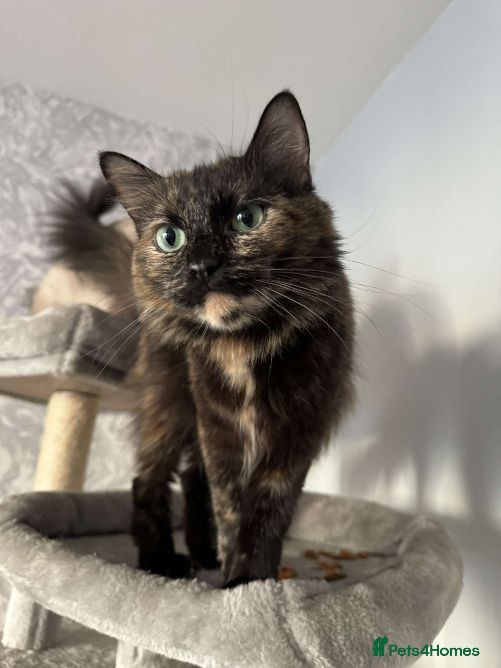 Mixed Breed cats Jaga and Sonia - Advert 11