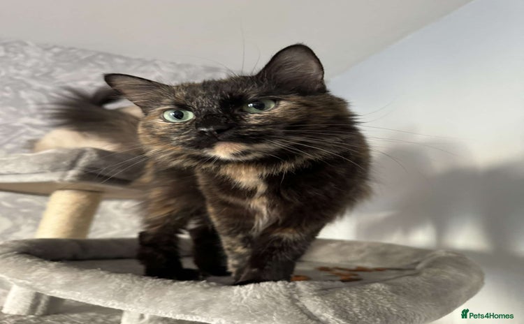 Mixed Breed cats - Advert 6