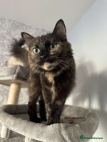 Mixed Breed cats - Advert 1