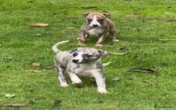 Whippet dogs for sale: SUPER KC Whippet puppies Show bred - Image 2