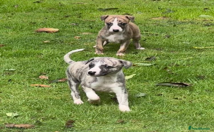 Whippet dogs - Advert 1