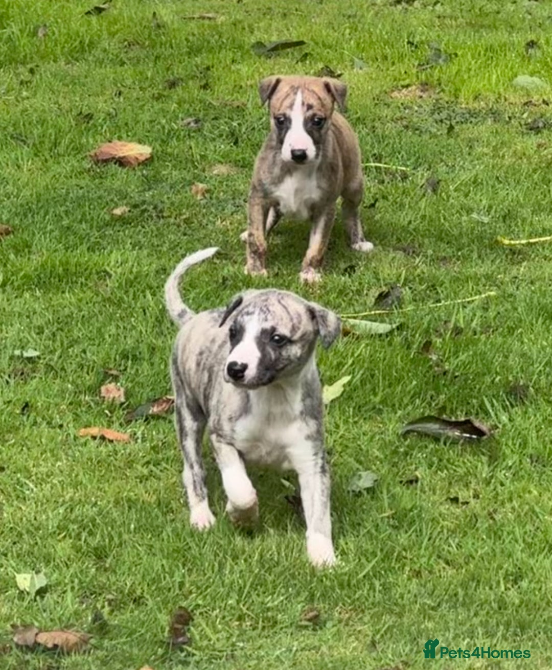 Whippet dogs for sale: SUPER KC Whippet puppies Show bred - Image 2