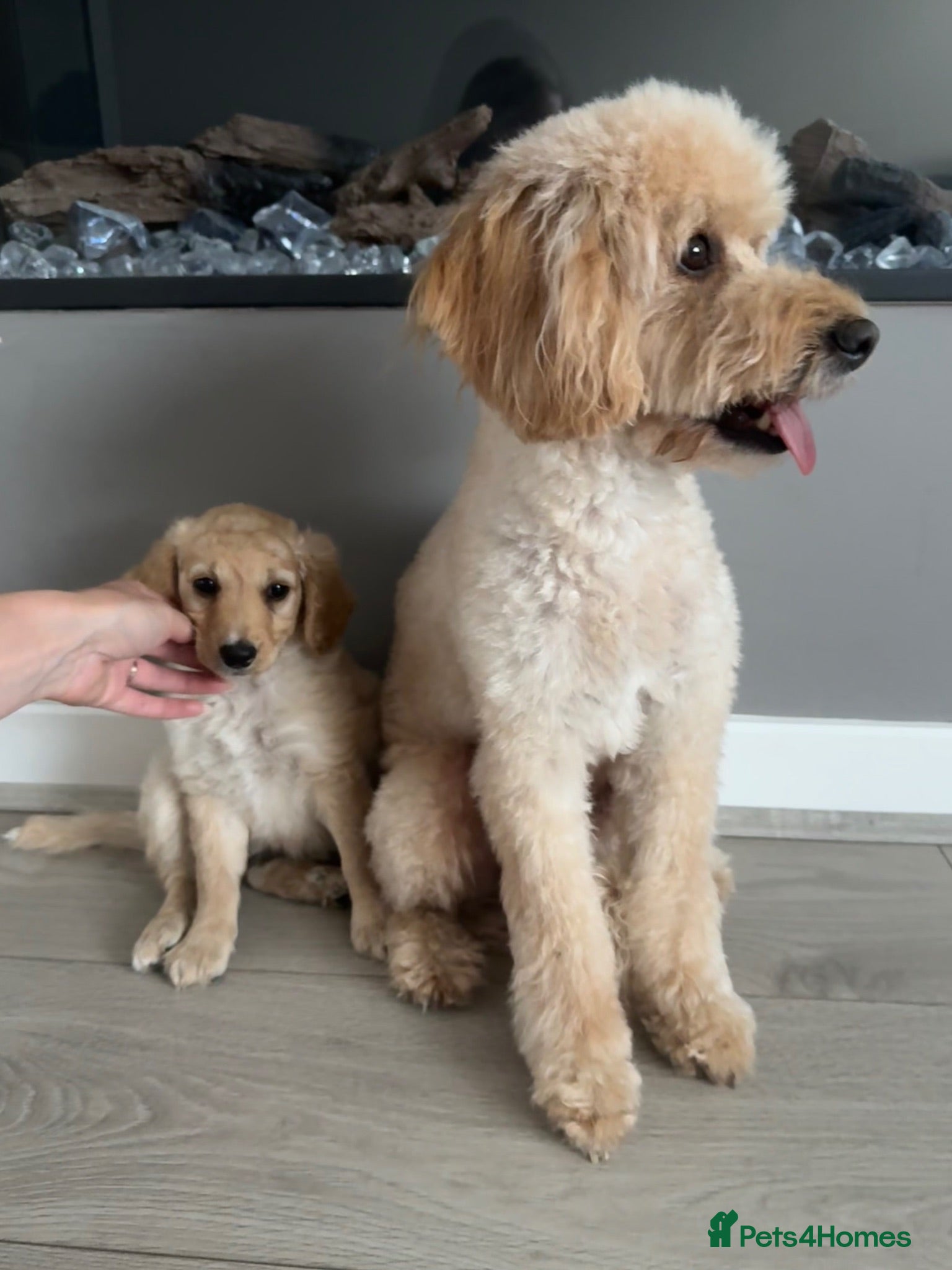 Cockapoo dogs *LAST ONE READY TO LEAVE* Cockapoo F1BB Puppies - Advert 2