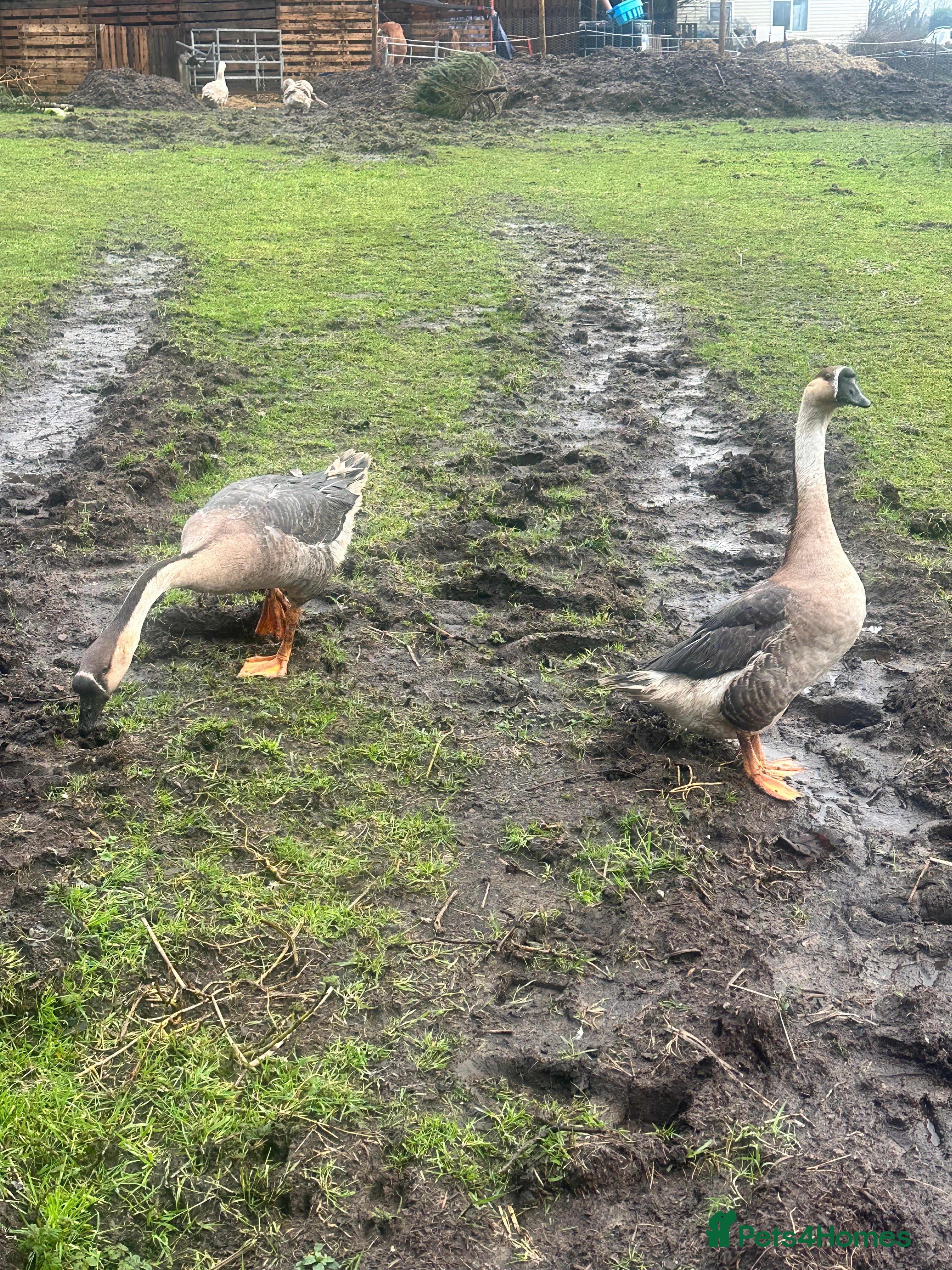 Geese poultry GEESE ! Chinese and emden - Advert 18
