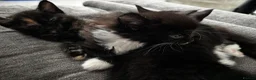 Mixed Breed cats for sale: 3 beautiful kittens looking for loving homes - Advert 5