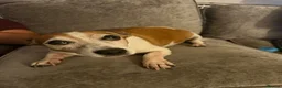 Jack Russell dogs for sale: Jack russell - Advert 15