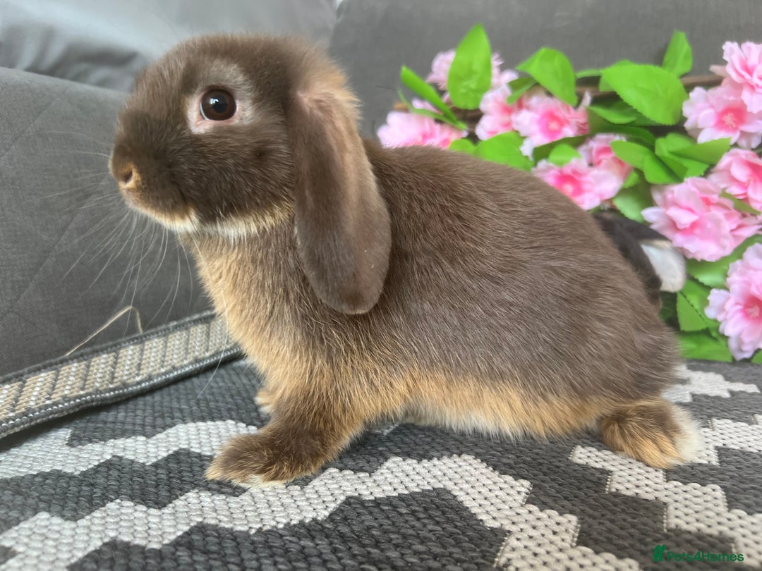 Mini Lop rabbits for sale: READY TO GO! Mini Lop Boys (2 Left) - Image 5