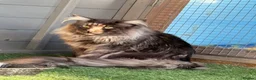 Maine Coon cats for sale: TICA registered Maine Coon kittens  - Advert 10