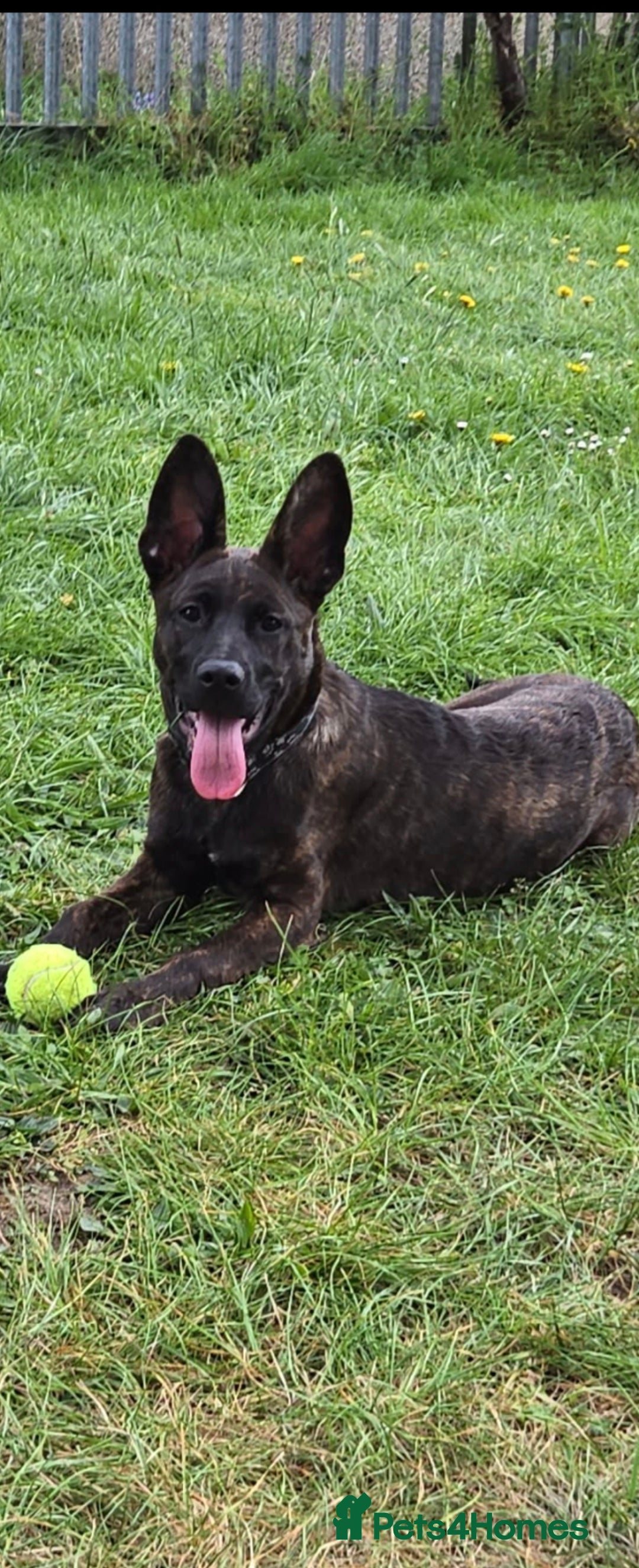 Mixed Breed dogs German shepherd x mastiff  - Advert 1