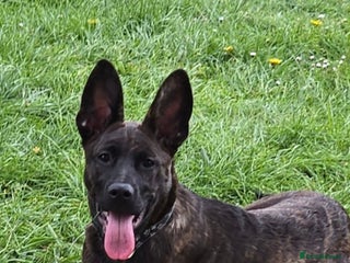 Mixed Breed dogs German shepherd x mastiff - Advert 1