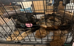 German Shepherd dogs for sale: Kenobi - 6 month old Male German Shepherd - Image 19