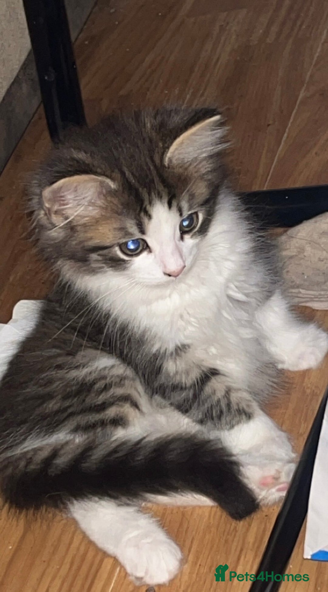 British Longhair cats for sale: Female kitten aged 11 weeks - Advert 3