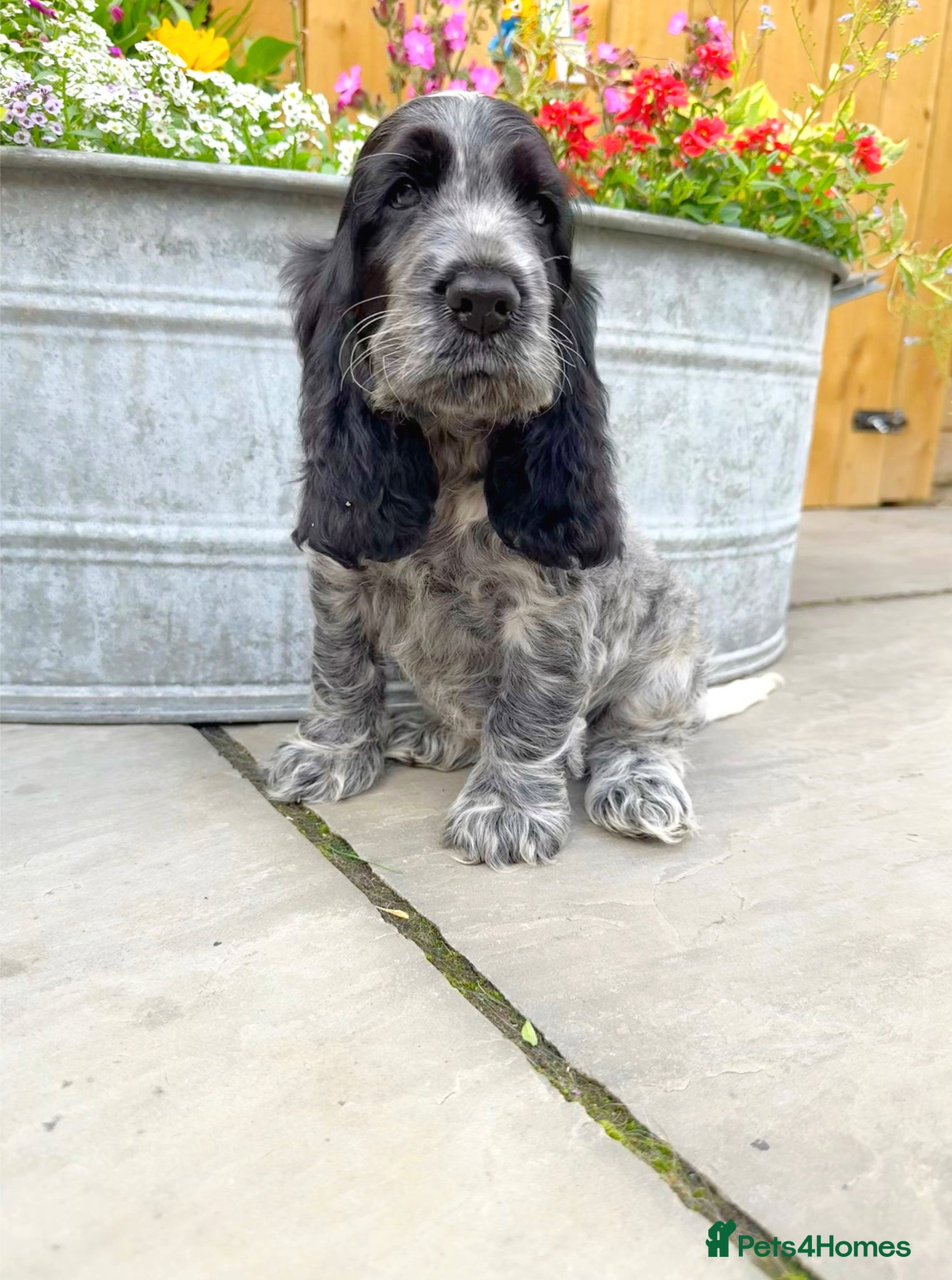 Cocker Spaniel dogs READY NOW Top Quality KC Show Cocker Spaniels   - Advert 3