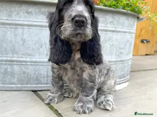 Cocker Spaniel dogs READY NOW Top Quality KC Show Cocker Spaniels - Advert 3