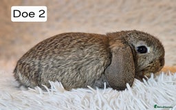 Mini Lop rabbits for sale: Mini Lop Rabbits. Ready to Leave on 29.11.25 - Advert 7