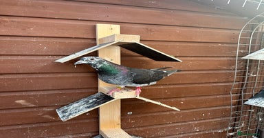 Pigeons birds - Advert 9