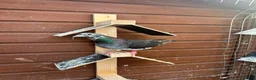 Pigeons birds for sale: Stock racing pigeon few left - Advert 8