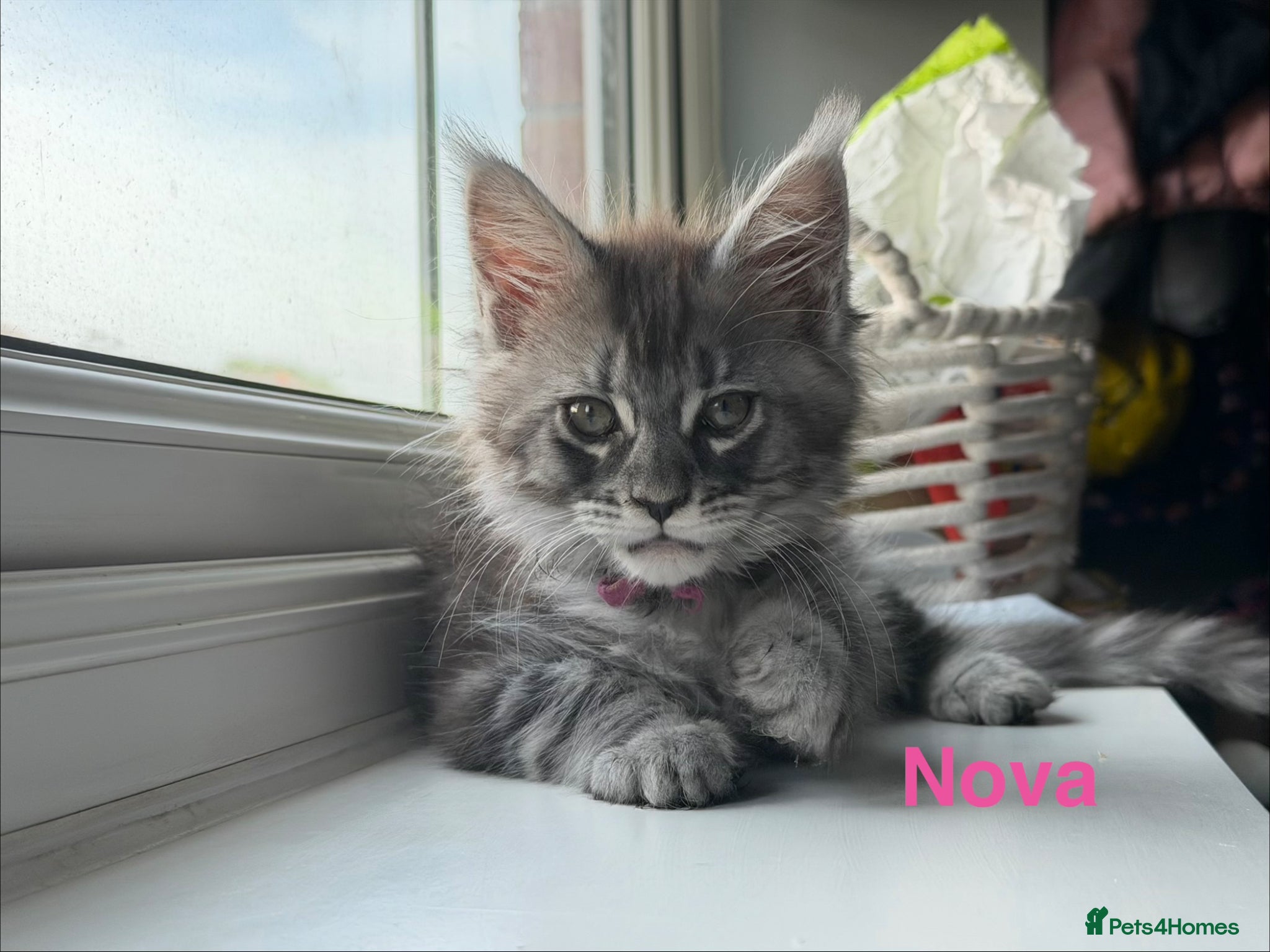 Maine Coon cats Pedigree Maine Coon Kittens LAST 3 - Advert 4