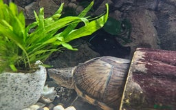 Turtle reptiles for sale: Healthy Adult Razorback Musk Turtle - Ilford - Image 1