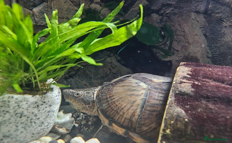 Turtle reptiles - Advert 1
