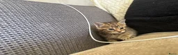 Mixed Breed cats for sale: 2 female kittens - Advert 2