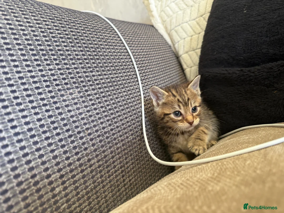 Mixed Breed cats for sale: 2 female kittens - Advert 2