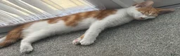 Mixed Breed cats for sale: Beautiful Male Kitten Ready Now - Advert 4
