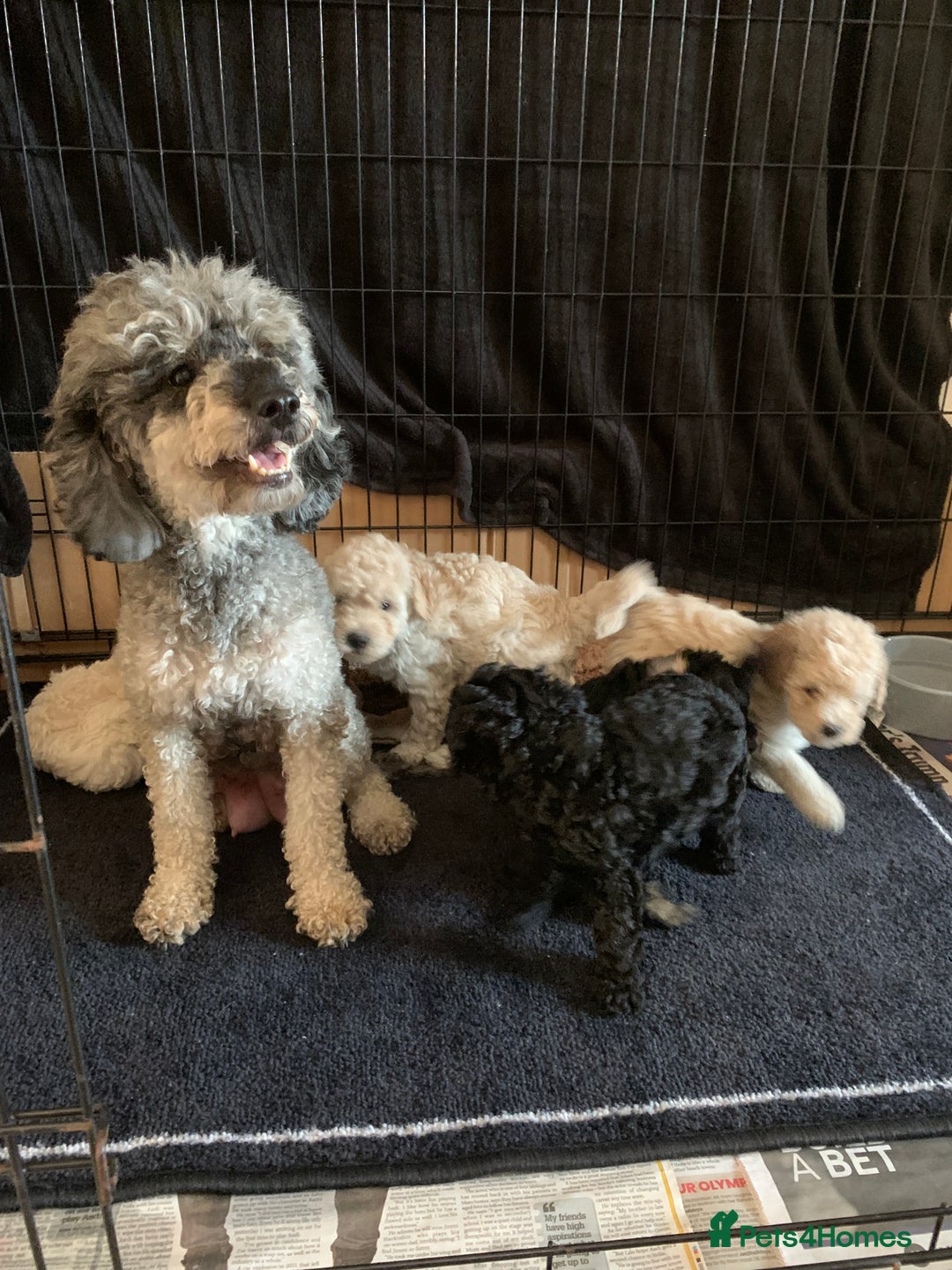 Mixed Breed dogs for sale: Mini/Toy Poodle pups - Image 12