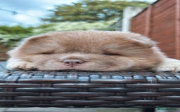 Chow Chow dogs for sale: 💫Stunning Chows Available 🥰❤️ - Image 25