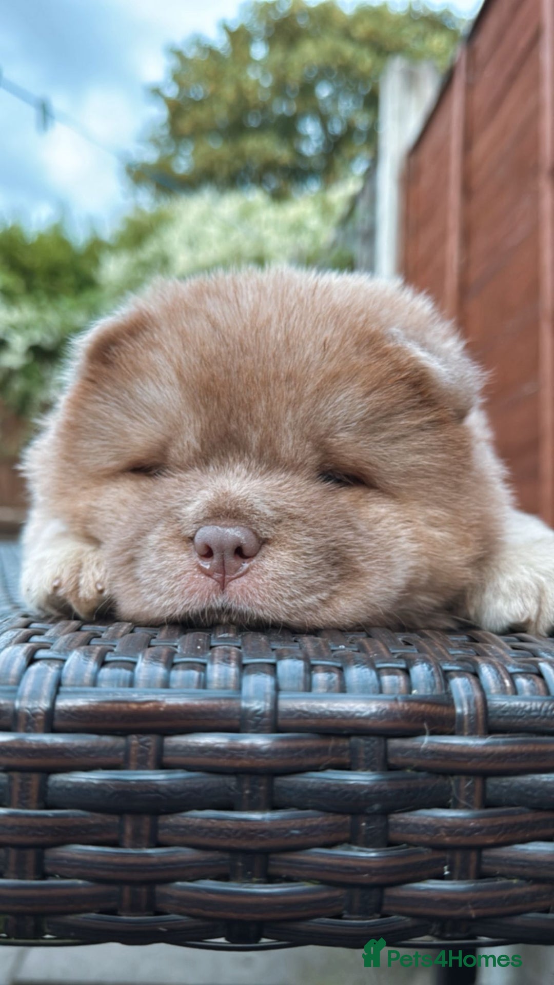 Chow Chow dogs for sale: 💫Stunning Chows Available 🥰❤️ - Image 25
