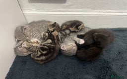 Mixed Breed cats for sale: AVAILABLE SECOND WEEK OF SEPTEMBER  - Image 1