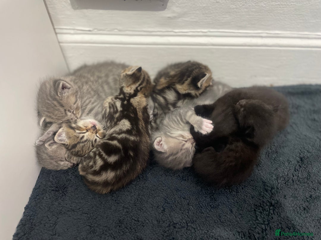 Mixed Breed cats for sale: AVAILABLE SECOND WEEK OF SEPTEMBER  - Image 1