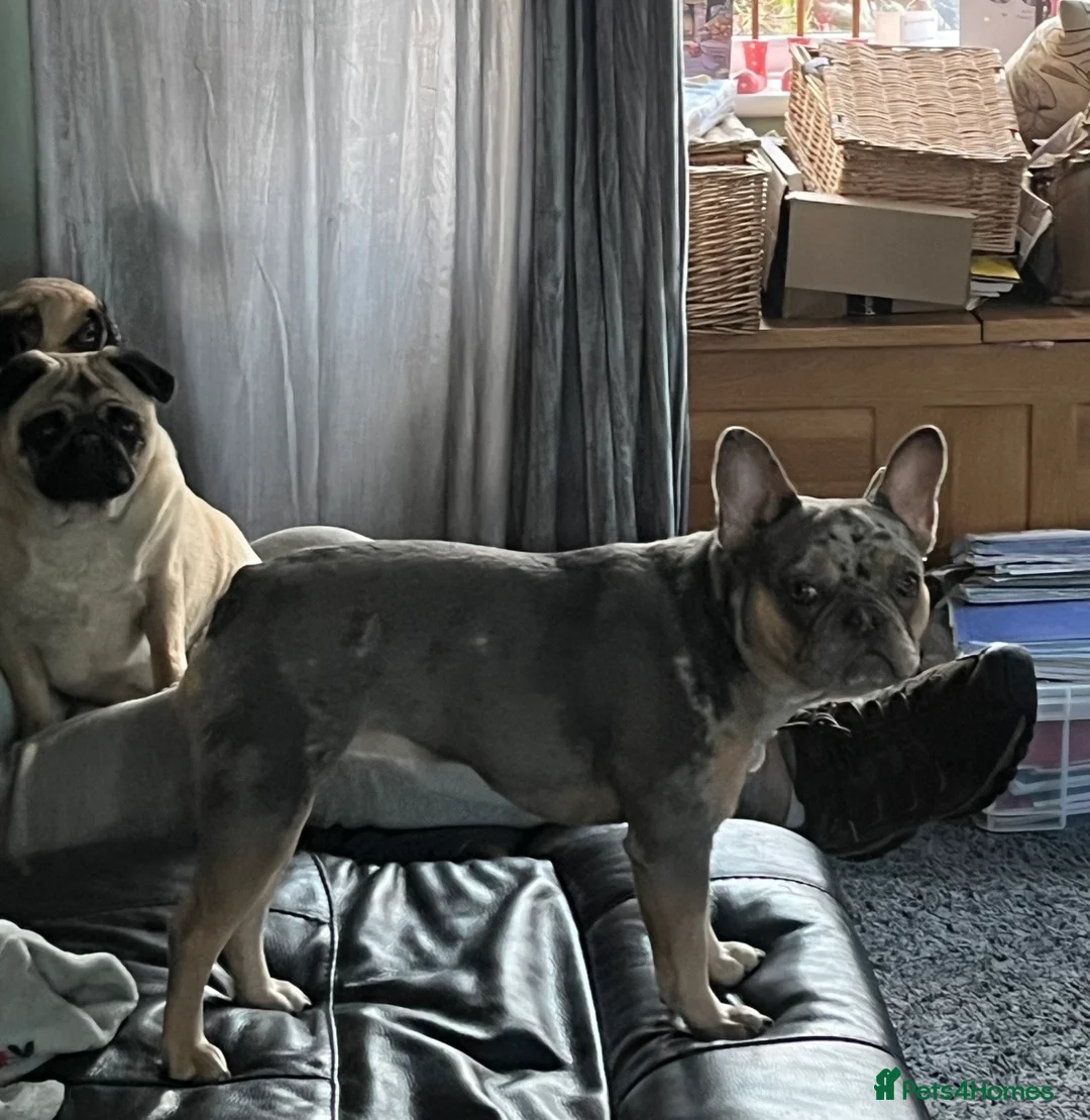 French Bulldog dogs for sale: French Bulldog Female Blue Merle Rare, Green Eyes  - Advert 8
