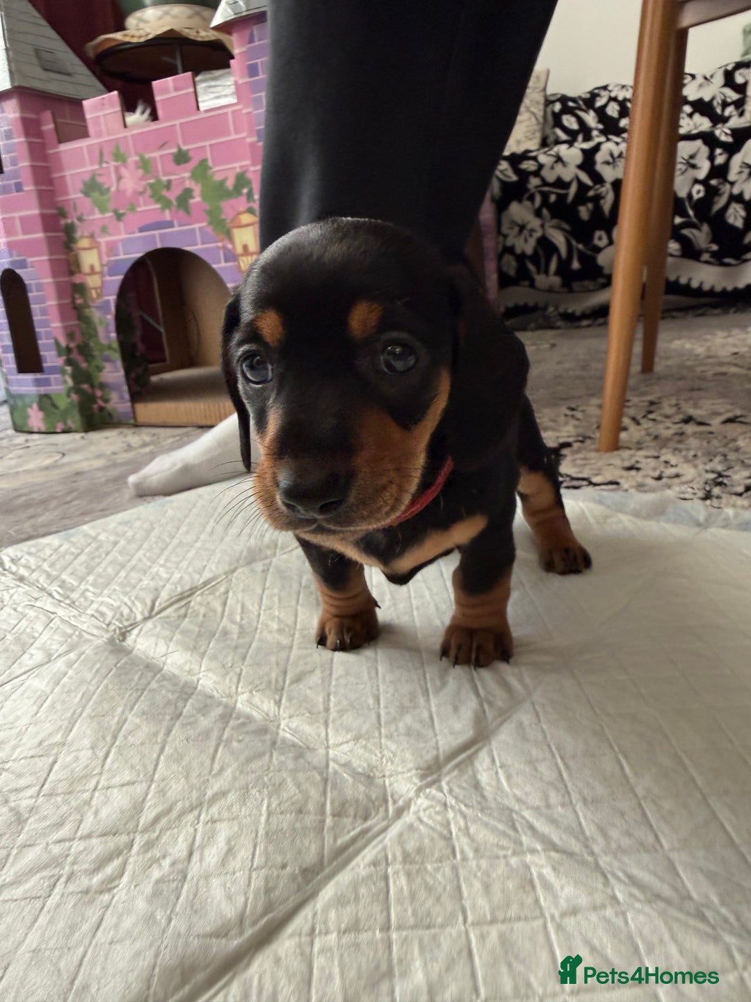 Miniature Dachshund dogs for sale: Miniature Dachshund's   - Advert 29