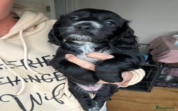 Cocker Spaniel dogs for sale: Beautiful Working Cocker Spaniel puppies - Advert 18