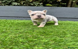 French Bulldog dogs for sale: ⭐ 4 available French bulldogs carrying L4 ⭐️ - Image 7