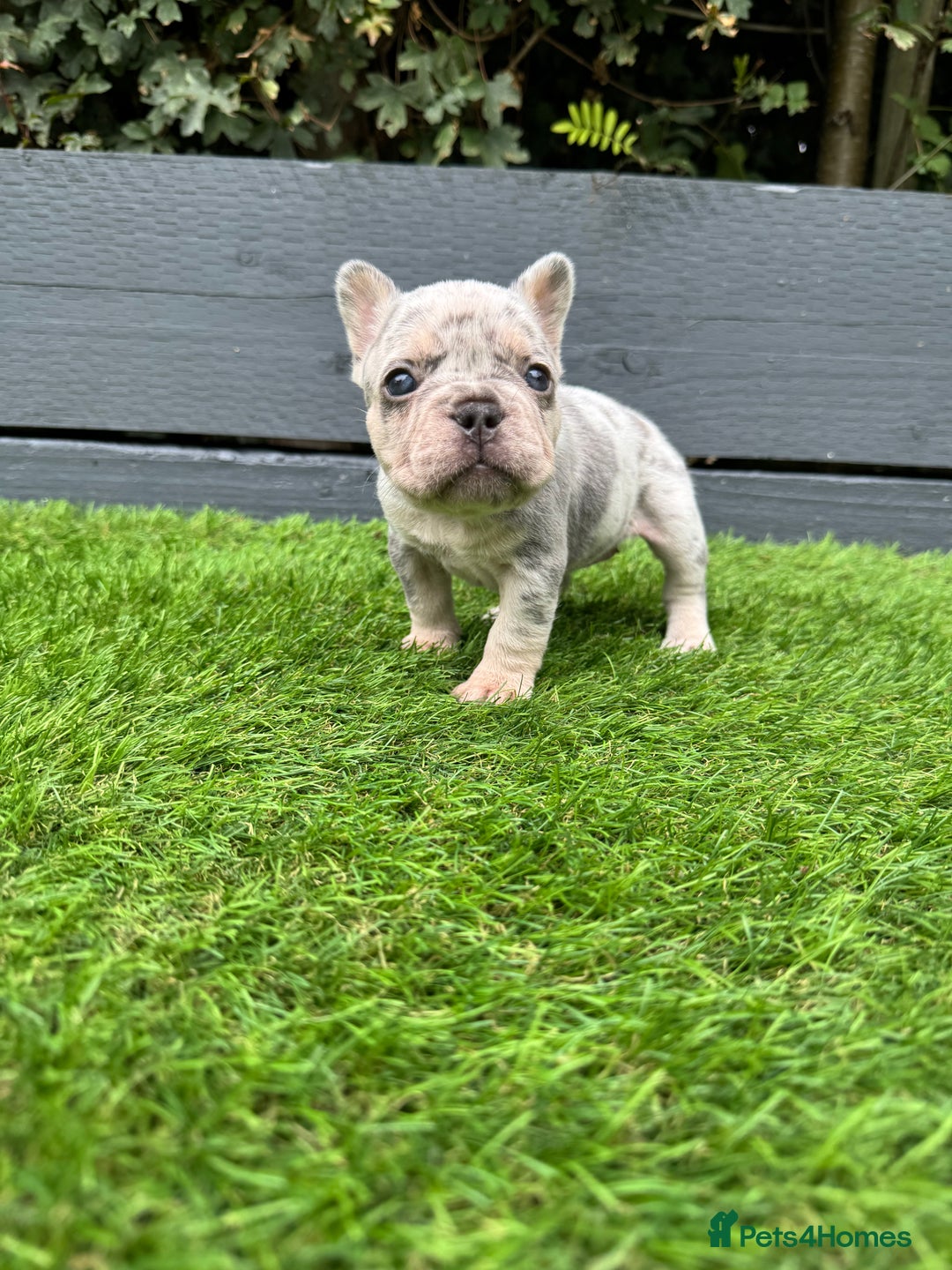 French Bulldog dogs for sale: ⭐ 4 available French bulldogs carrying L4 ⭐️ - Image 7