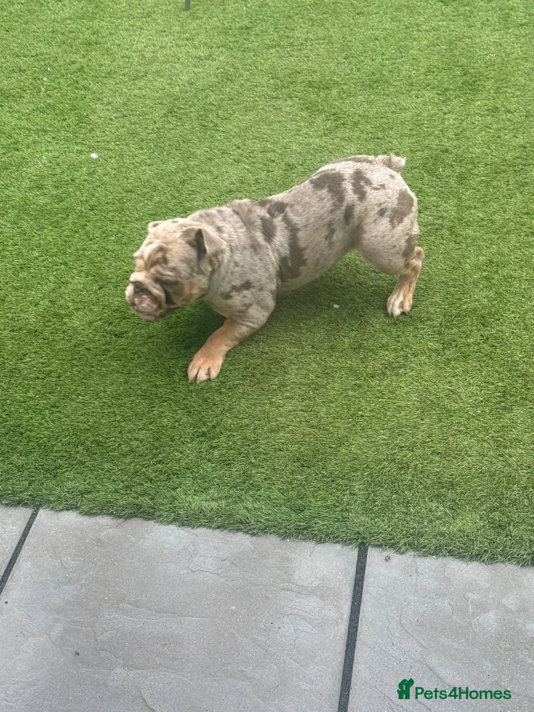 English Bulldog dogs for sale: English bulldog - Advert 2