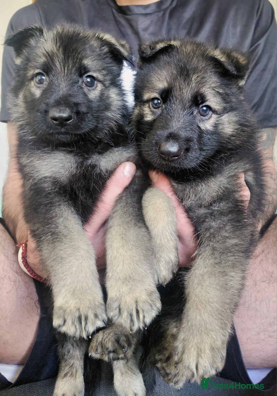 German Shepherd dogs for sale: German shepherd puppies - Advert 8