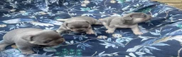 French Bulldog dogs for sale: 3 Beautiful Blue Tan French Bulldog Boys - Advert 10