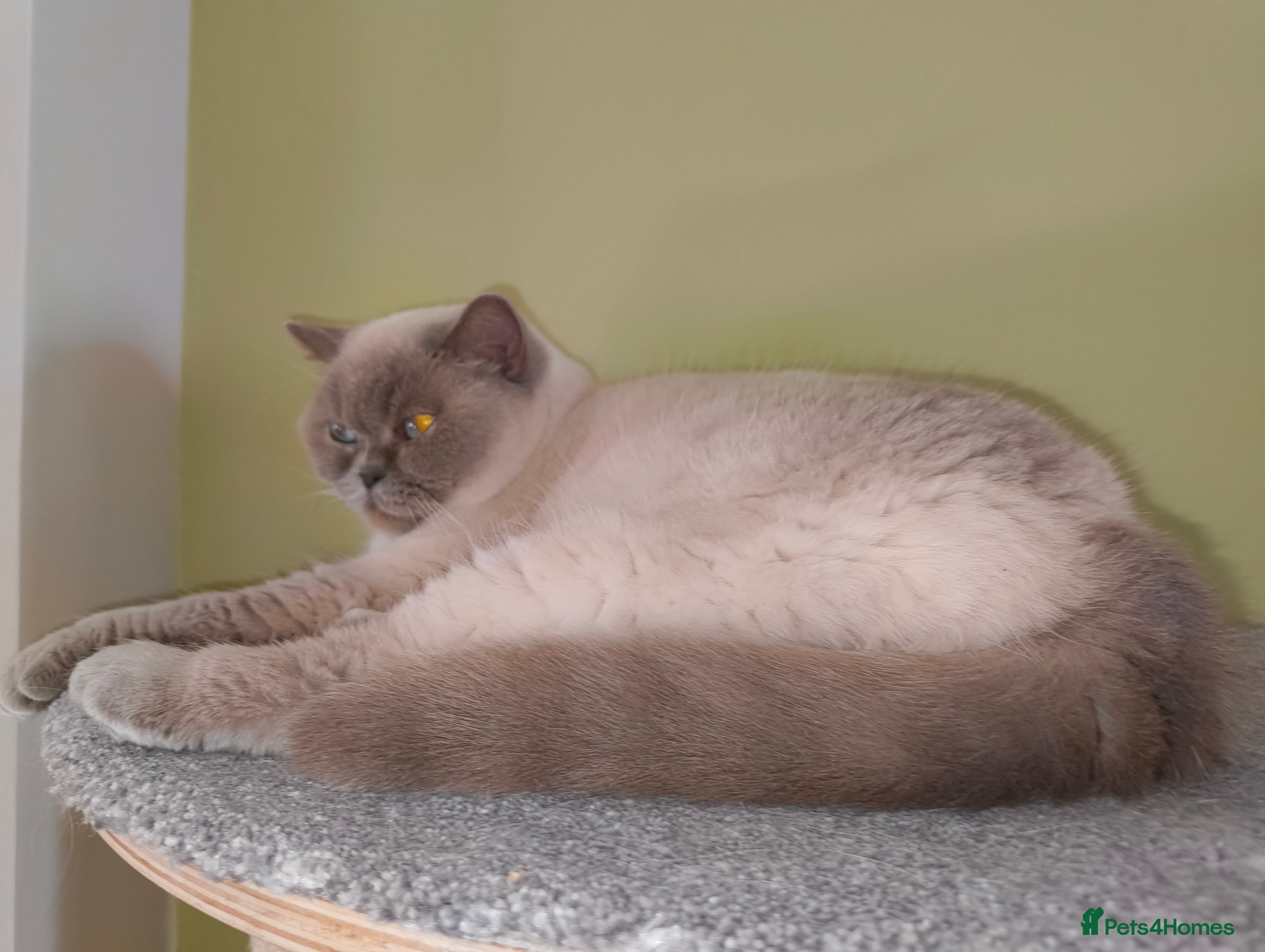 British Shorthair cats Lilac colourpoint  - Advert 2