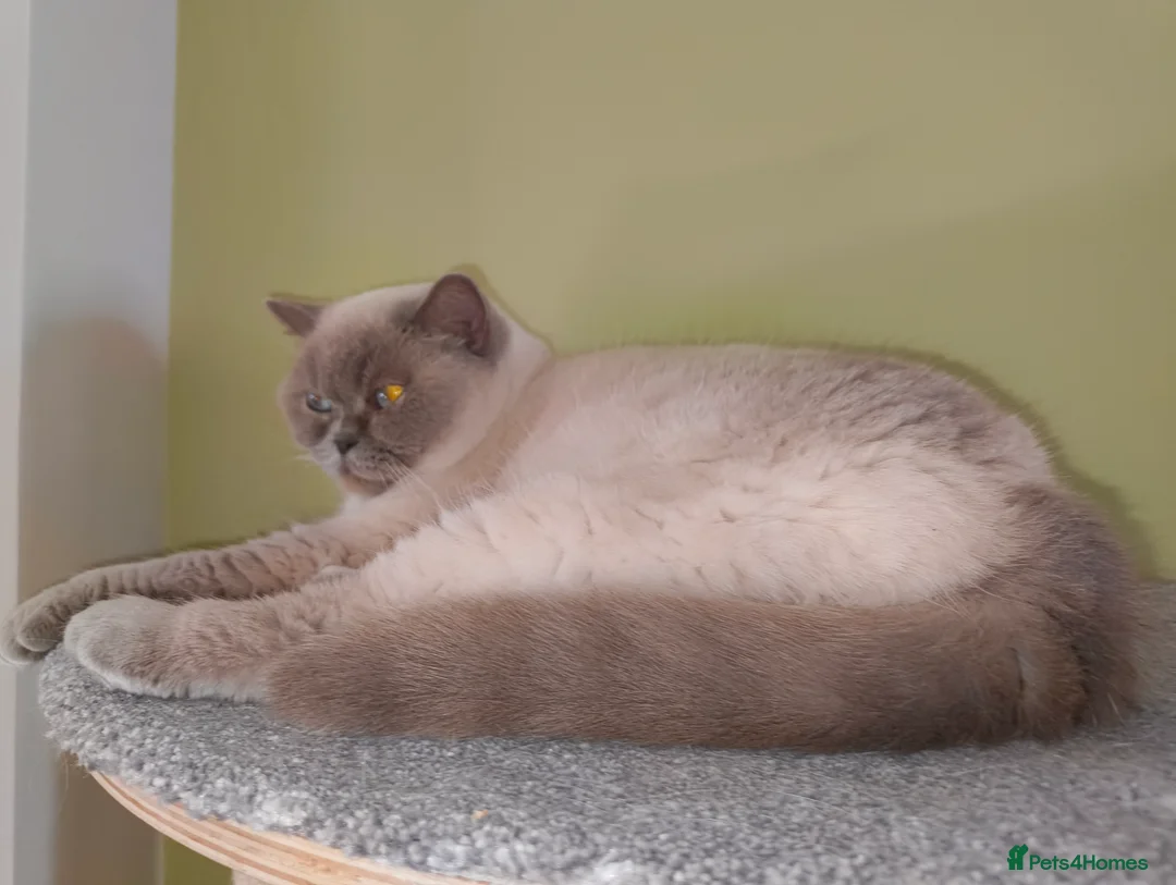 British Shorthair cats for sale: Lilac colourpoint  - Advert 1