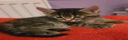 Mixed Breed cats for sale: Vaccinated microchipped BOY KITTEN🐾ready-LAST ONE - Advert 16