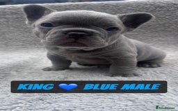 French Bulldog dogs for sale: French bulldog puppies for sale  - Image 11