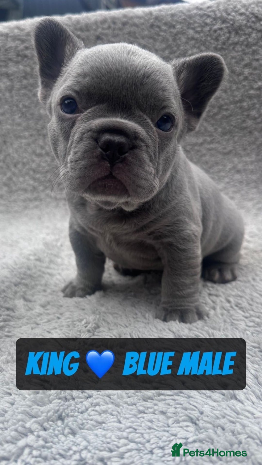 French Bulldog dogs for sale: French bulldog puppies for sale  - Image 11